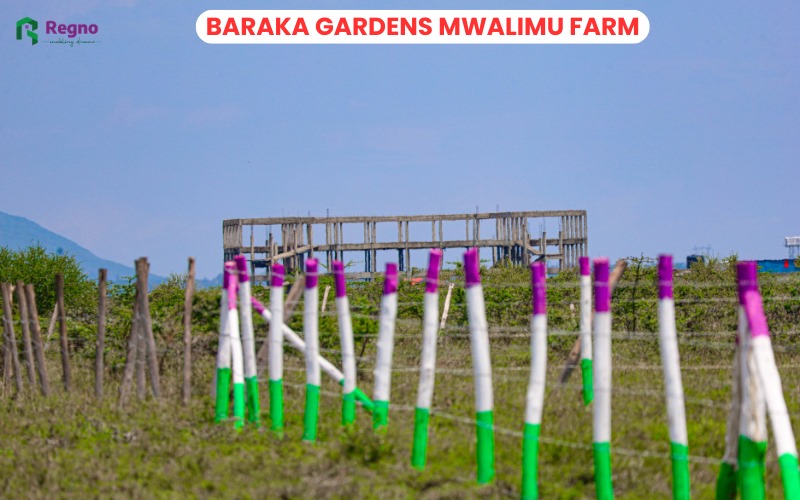 Plots for sale in Mwalimu Farm